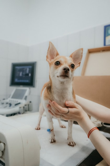 Emergency Preparedness for Pet Owners