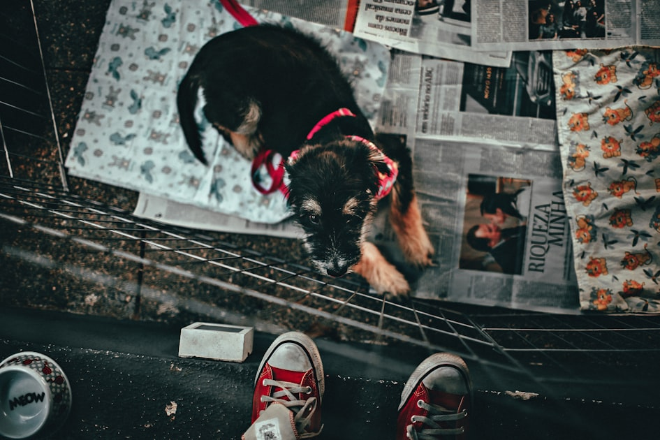 The Importance of Regular Vet Visits